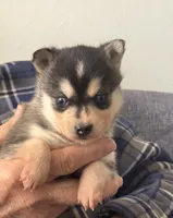 Katie, a female Alaskan Klee Kai for sale in Oakland, NE – Photo 3 of 7