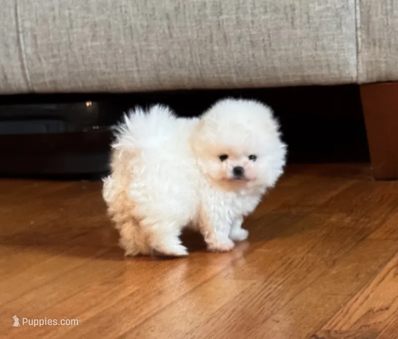 Frosty/AKC/mini – Pomeranian puppy for sale in Oakland, NE