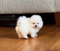 Frosty/AKC/mini, a male Pomeranian for sale in Oakland, NE – 1 of 10