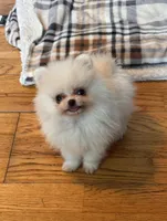 Timmy, a male Pomeranian for sale in Oakland, NE – 3 of 7
