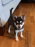 Mica, a female Alaskan Klee Kai for sale in Oakland, NE – 3 of 10