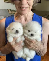Kassy/AKC, a female Pomeranian for sale in Oakland, NE – 5 of 9