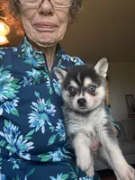 Micah, a male Alaskan Klee Kai for sale in Oakland, NE – 8 of 10