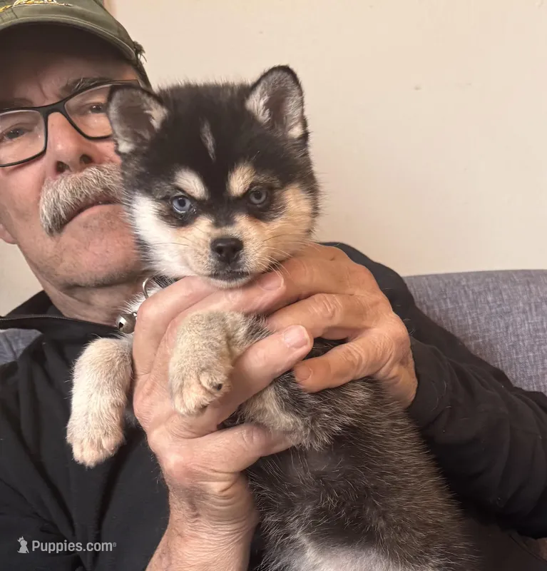 Addy – Alaskan Klee Kai puppy for sale in Oakland, NE