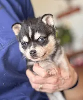 Addy, a female Alaskan Klee Kai for sale in Oakland, NE – Photo 3 of 4