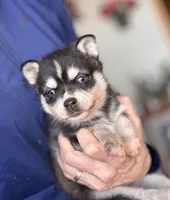 Addy, a female Alaskan Klee Kai for sale in Oakland, NE – Photo 2 of 4