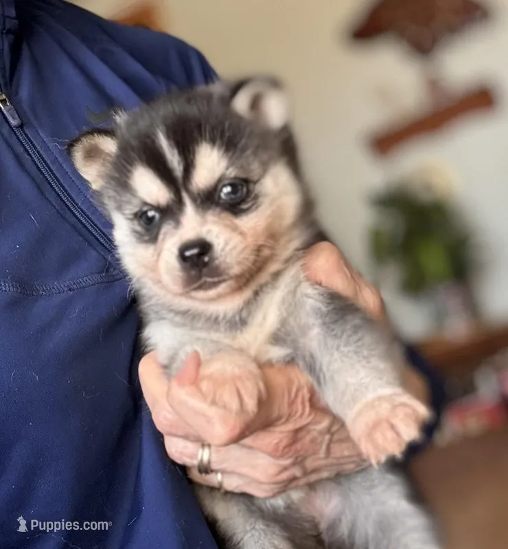 Addy – Alaskan Klee Kai puppy for sale in Oakland, NE