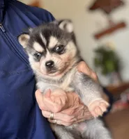 Addy, a female Alaskan Klee Kai for sale in Oakland, NE – Photo 1 of 4