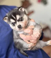 Addy, a female Alaskan Klee Kai for sale in Oakland, NE – Photo 4 of 4
