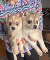 Reba, a female Alaskan Klee Kai for sale in Oakland, NE – Photo 3 of 7