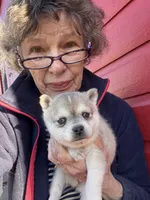 Rita, a female Alaskan Klee Kai for sale in Oakland, NE – Photo 1 of 4