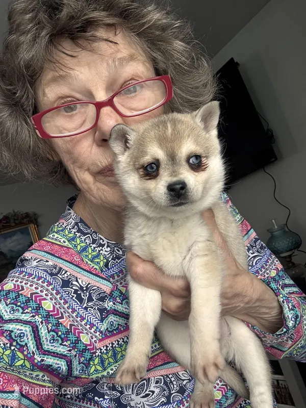 Reba – Alaskan Klee Kai puppy for sale in Oakland, NE