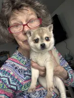 Reba, a female Alaskan Klee Kai for sale in Oakland, NE – Photo 1 of 7