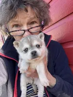 Rita, a female Alaskan Klee Kai for sale in Oakland, NE – Photo 3 of 4