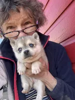 Rita, a female Alaskan Klee Kai for sale in Oakland, NE – Photo 2 of 4