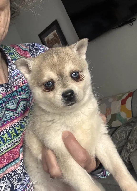 Rita – Alaskan Klee Kai puppy for sale in Oakland, NE