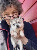 Rita, a female Alaskan Klee Kai for sale in Oakland, NE – Photo 4 of 4
