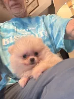 Pearl/AKC, a female Pomeranian for sale in Oakland, NE – 2 of 9