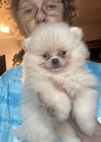 Pearl/AKC, a female Pomeranian for sale in Oakland, NE – 3 of 9