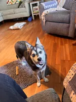 Blue, a female Alaskan Klee Kai for sale in Oakland, NE – 5 of 5