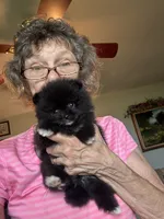 Brea/AKC/pending, a female Pomeranian for sale in Oakland, NE – 10 of 10