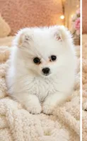 Ellie, a female Pomeranian for sale in Oakland, NE – 1 of 2