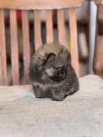 Patty-AKC, a female Pomeranian for sale in Oakland, NE – Photo 3 of 6