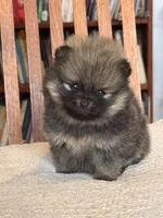 Patty-AKC, a female Pomeranian for sale in Oakland, NE – Photo 5 of 6