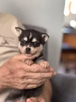 Amy, a female Alaskan Klee Kai for sale in Oakland, NE – Photo 5 of 7