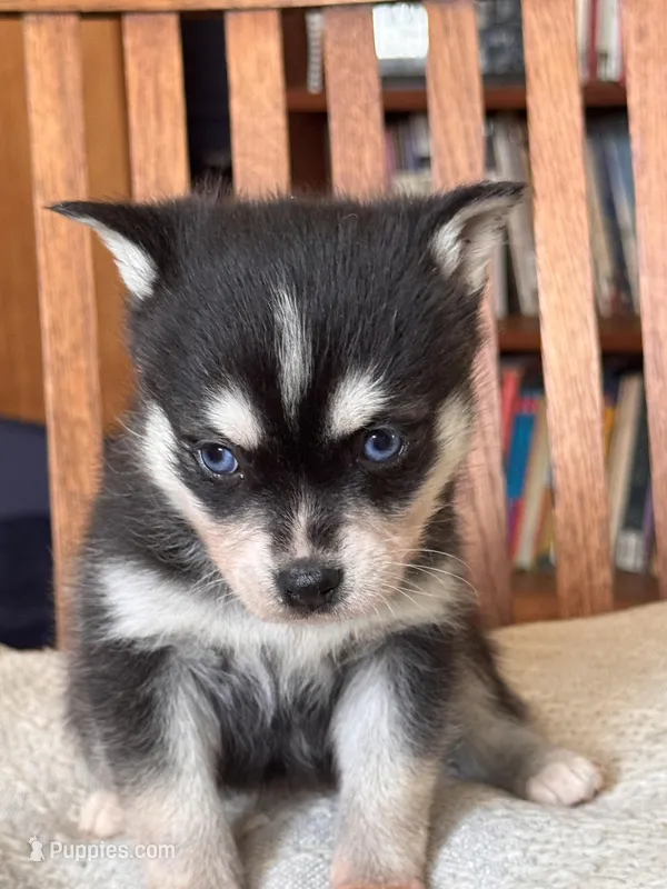 Amy – Alaskan Klee Kai puppy for sale in Oakland, NE