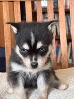 Amy, a female Alaskan Klee Kai for sale in Oakland, NE – Photo 1 of 7