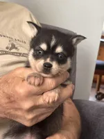 Amy, a female Alaskan Klee Kai for sale in Oakland, NE – Photo 6 of 7