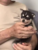Amy, a female Alaskan Klee Kai for sale in Oakland, NE – Photo 7 of 7