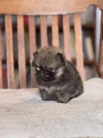 Patty-AKC, a female Pomeranian for sale in Oakland, NE – Photo 4 of 6