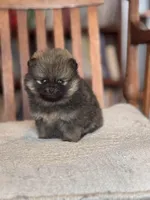 Patty-AKC, a female Pomeranian for sale in Oakland, NE – Photo 2 of 6