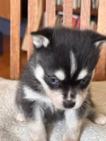 Amy, a female Alaskan Klee Kai for sale in Oakland, NE – Photo 4 of 7