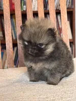 Patty-AKC, a female Pomeranian for sale in Oakland, NE – Photo 6 of 6