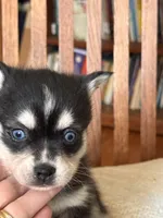 Amy, a female Alaskan Klee Kai for sale in Oakland, NE – Photo 3 of 7