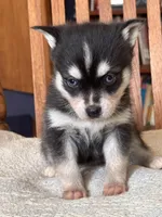 Amy, a female Alaskan Klee Kai for sale in Oakland, NE – Photo 2 of 7