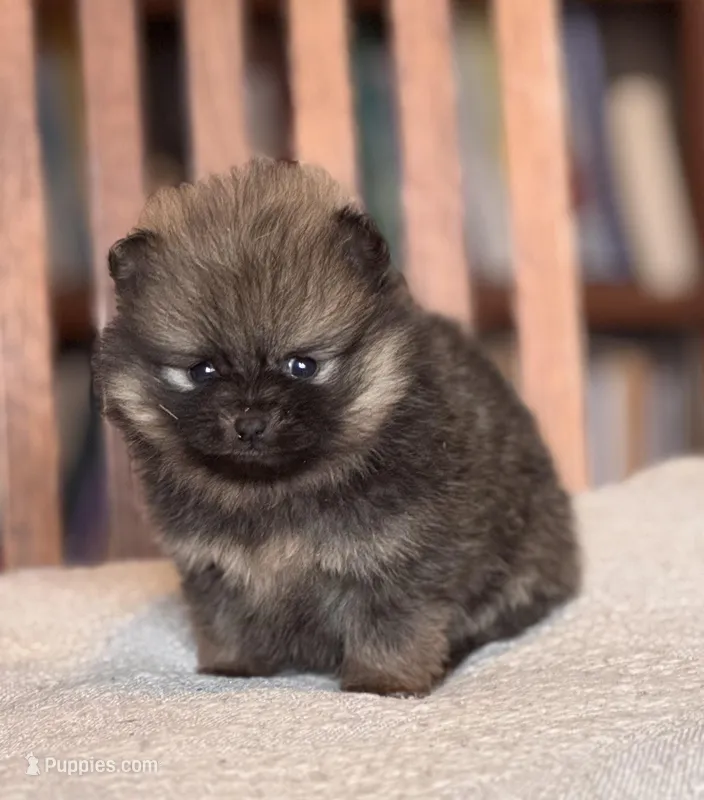 Patty-AKC – Pomeranian puppy for sale in Oakland, NE