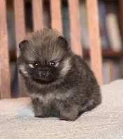 Patty-AKC, a female Pomeranian for sale in Oakland, NE – Photo 1 of 6