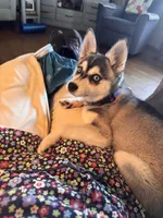 Nebula (Nebbie) , a female Alaskan Klee Kai for sale in Oakland, NE – 7 of 10