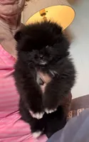 Brea/AKC/pending, a female Pomeranian for sale in Oakland, NE – 2 of 10
