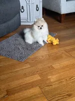 Gala AKC/pending, a female Pomeranian for sale in Oakland, NE – 4 of 7