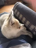 Rita/emotional support, a female Alaskan Klee Kai for sale in Oakland, NE – 9 of 10