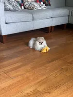 Gala AKC/pending, a female Pomeranian for sale in Oakland, NE – 3 of 7