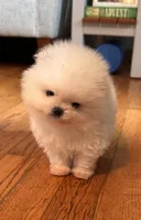 Frosty/AKC/mini, a male Pomeranian for sale in Oakland, NE – 3 of 10