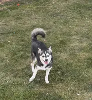 Blue, a female Alaskan Klee Kai for sale in Oakland, NE – 3 of 5