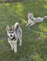 Nebula (Nebbie) , a female Alaskan Klee Kai for sale in Oakland, NE – 10 of 10