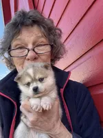 Reba, a female Alaskan Klee Kai for sale in Oakland, NE – Photo 2 of 3